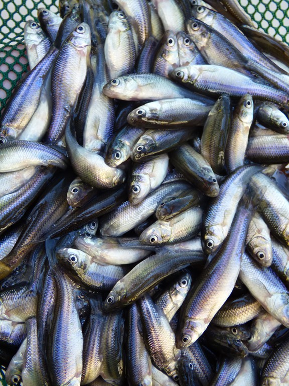 large_fathead_minnows__6070_dozen_per_gallon large_fathead_minnows__6070_dozen_per_gallon